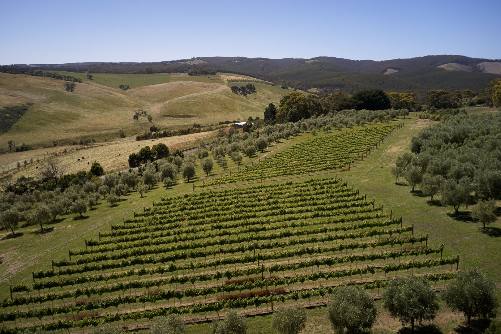 minimal intervention Chardonnay, Pinot Noir & Chimera sparkling Chardonnay/Pinot Noir. Award winning Extra Virgin Olive Oil.